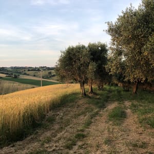 Italian meadow blend