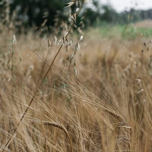oats and barley