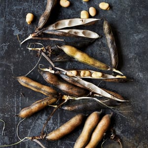 Hodmedods beans at harvest