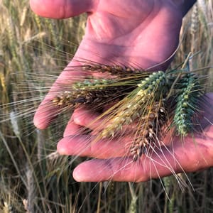 richard hart wheat italy