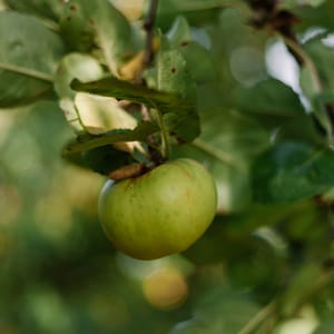 apples