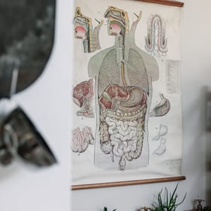 gut brain axis