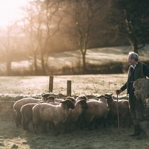 Peters Sheep at Pipers Farm