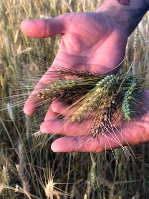 richard hart wheat italy