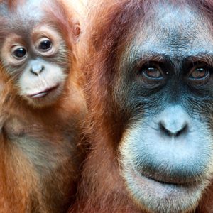 endangered orangutans
