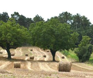 The local wheat in the South West of France