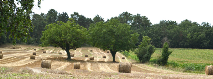 Baking with New Harvest Grain