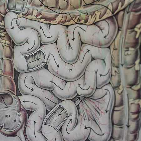 Why is Akkermansia muciniphila one of most coveted microbes in the gut?