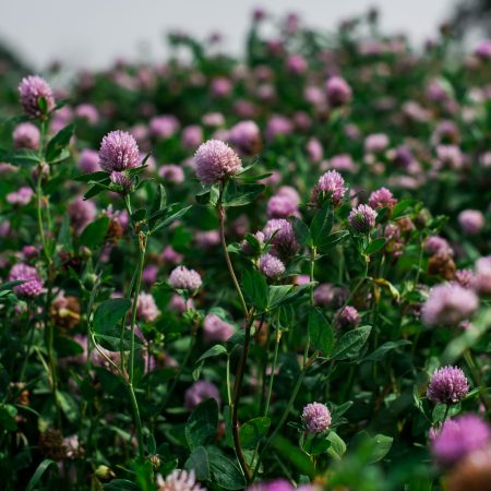 Advice on Gathering & Milling Clover