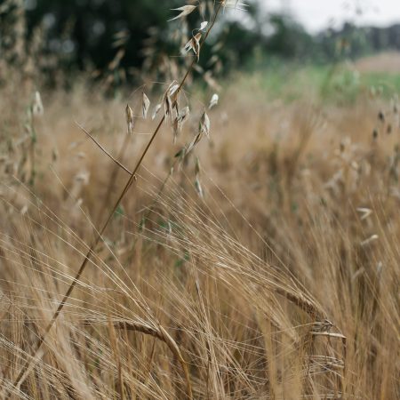Oats – keeping you fuller for longer