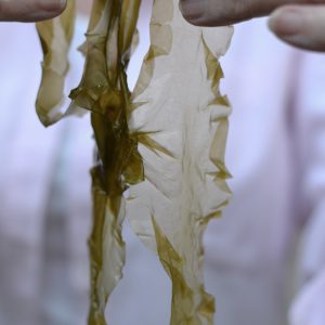 Task – Find and use seaweed in your next sourdough bake